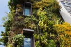 Green walls may pollute offices in heat