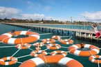 Frankston Pier: Imagine if...