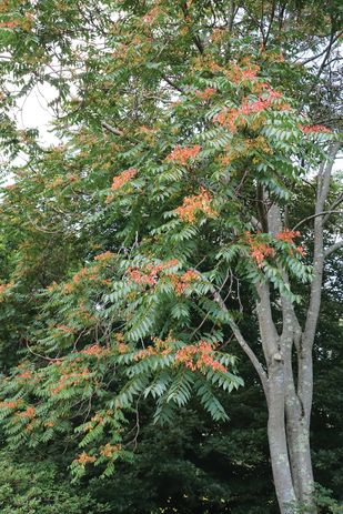 Viewed in Europe variously as an invasive weed or a symbol of “cosmopolitan ecology,” Ailanthus altissima illustrates the ideological ambiguity of “invasiveness” in an urban context.