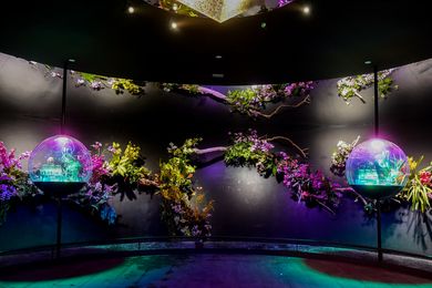 The Orchid Room from the Singapore Pavilion features four terrariums filled with native orchid species and a backdrop of ornamental orchids.