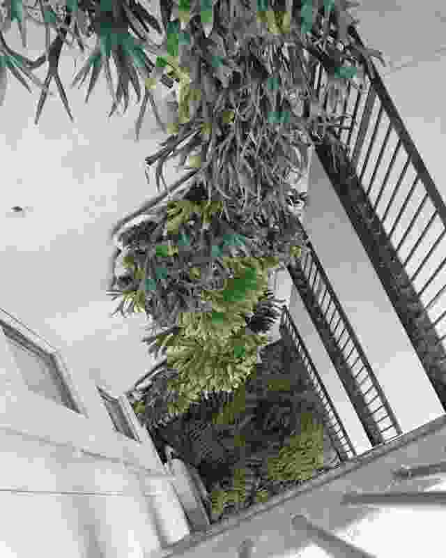 A staghorn fern climbs the walls at Nightingale 2, provoking conversations around the future of green walls.