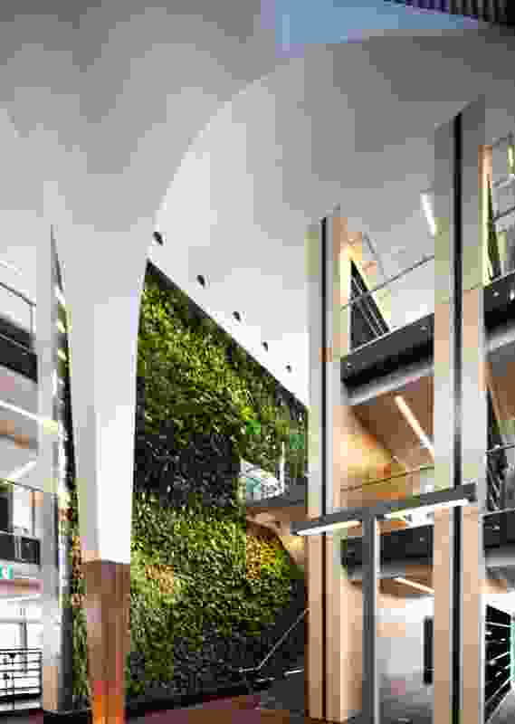 Like FJMT’s Surry Hills Library, BLaKC incorporates a green wall component.