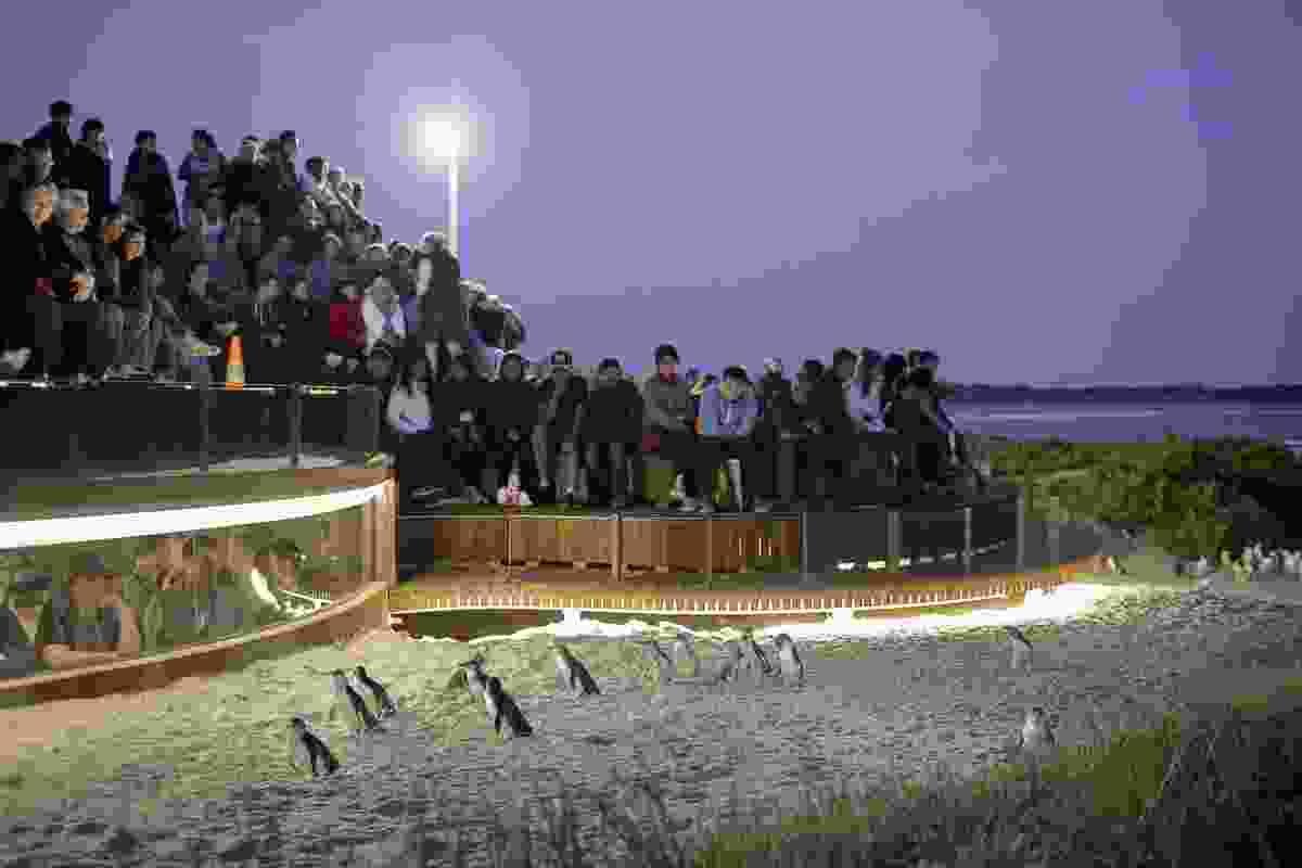 A ground-level viewing window embedded into the platform allows visitors to experience the parade of penguins close-up.