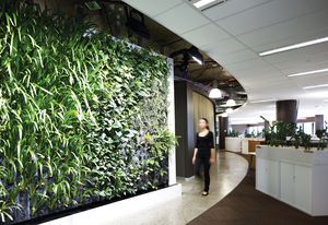 Green walls and plants throughout the Melbourne ISIS office fitouts improve the indoor air quality for ISIS staff.