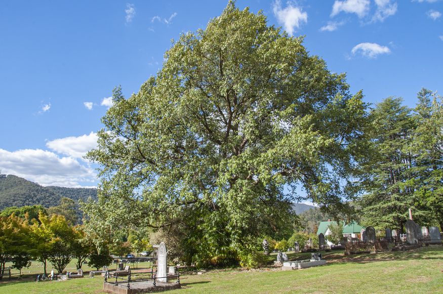 Voting opens 2020 Victorian Tree of the Year Landscape Australia