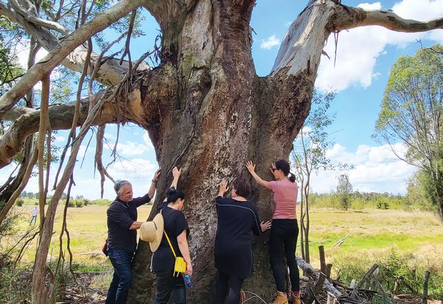 The Advanced Manufacturing Research Facility (AMRF) – Walking on Country team visit the Grandmother Tree on Dharug country. The AMRF First Building is designed by Hassell in collaboration with Djinjama as part of the Western Sydney Aerotropolis.