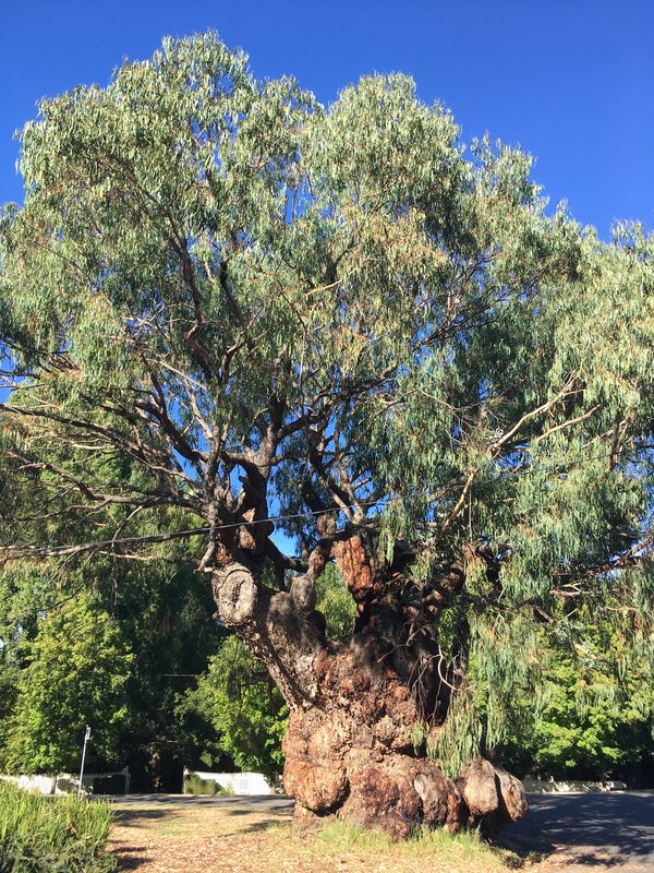 2019 Victorian Tree of the Year announced Landscape Australia