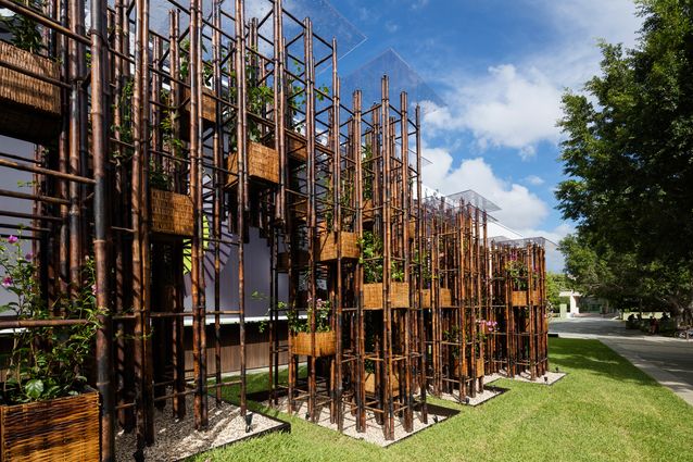 Bamboo beginning: Green Ladder | ArchitectureAu