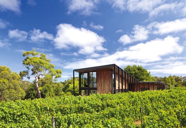 The house is set within a vineyard.