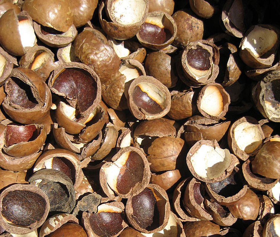 3D printing goes nuts ArchitectureAu