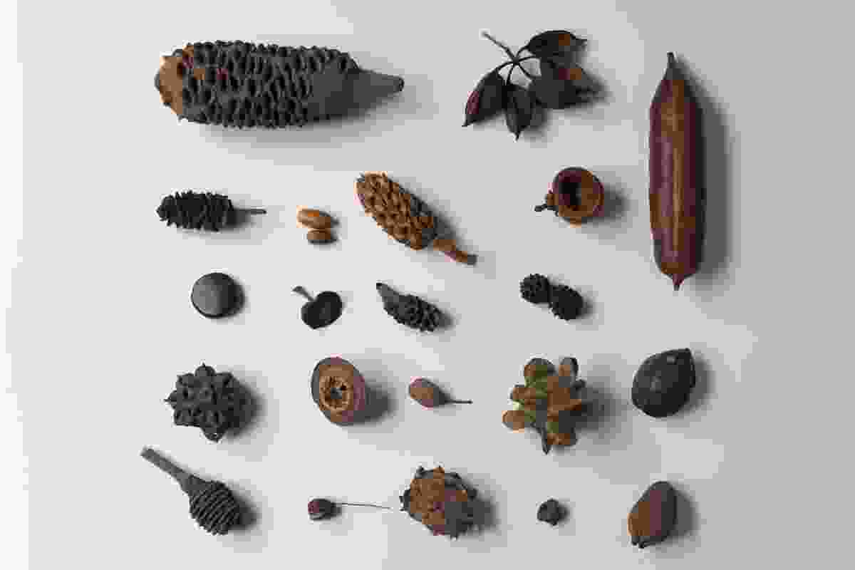 Seed pods (various)