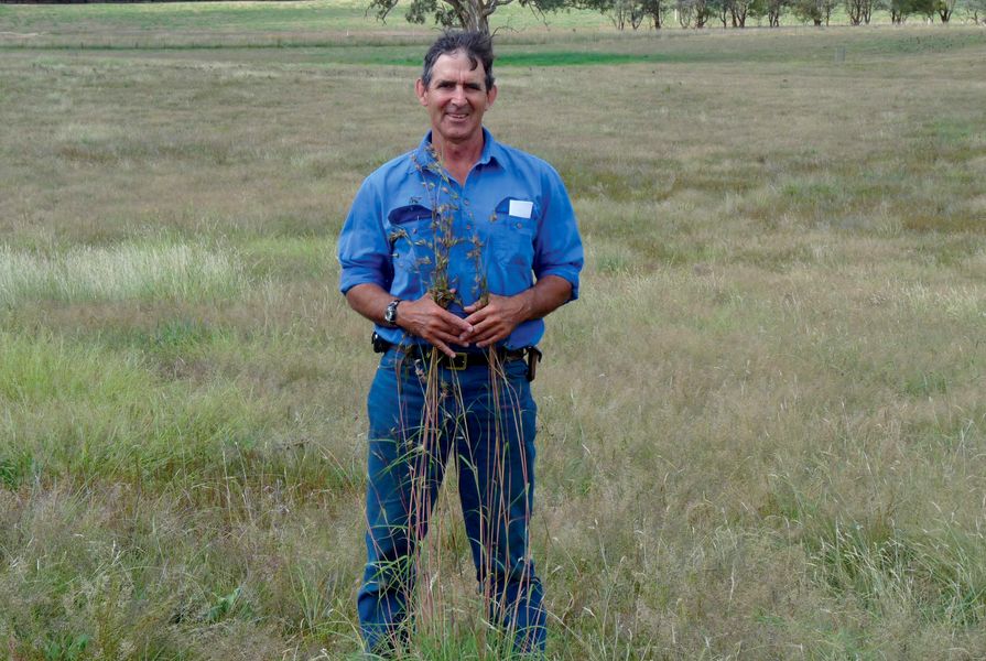 Each year grazier David Marsh harvests kangaroo grass seed (Themeda tiandra) from roadsides and sprinkles it around his paddocks. 