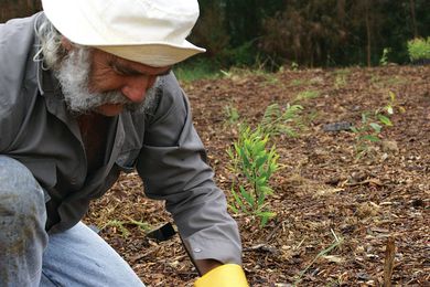 Forests are planted by the local community.