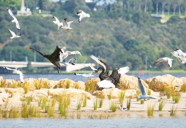 The project created a shore beach connecting the Maali with the river and a safe island beach nesting habitat. Photo: Veronica Mcphail, Friends of the South Perth Wetlands.