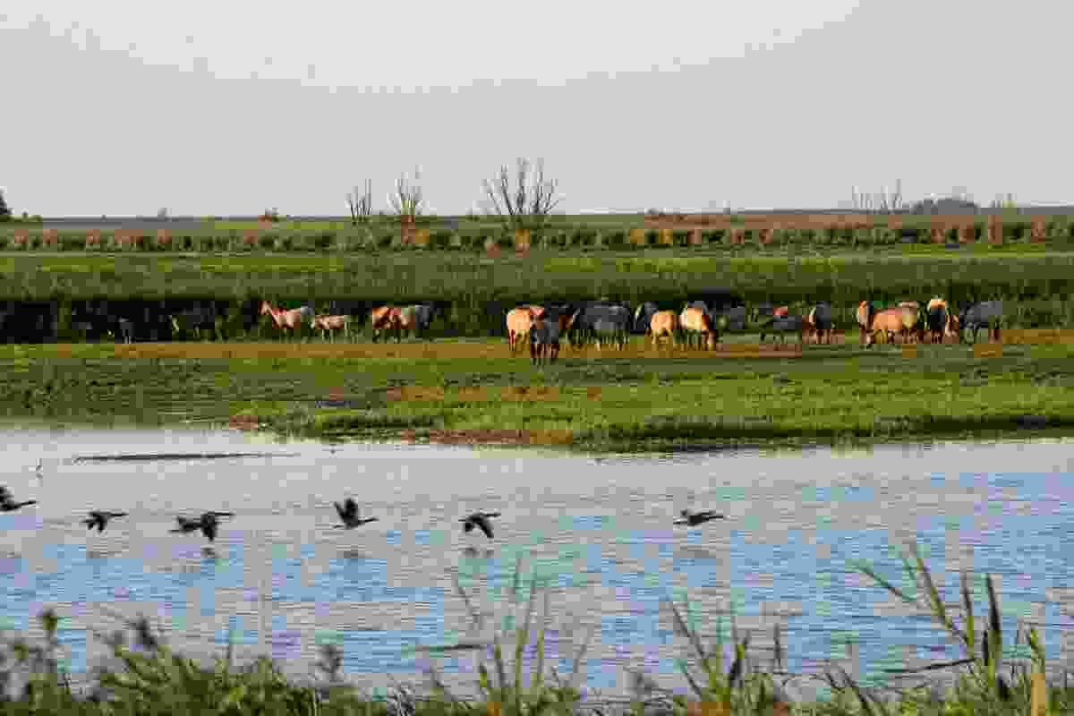 Konik horses gather at Oostvaardersplassen,
a nature reserve and long-term rewilding project in the Netherlands.
