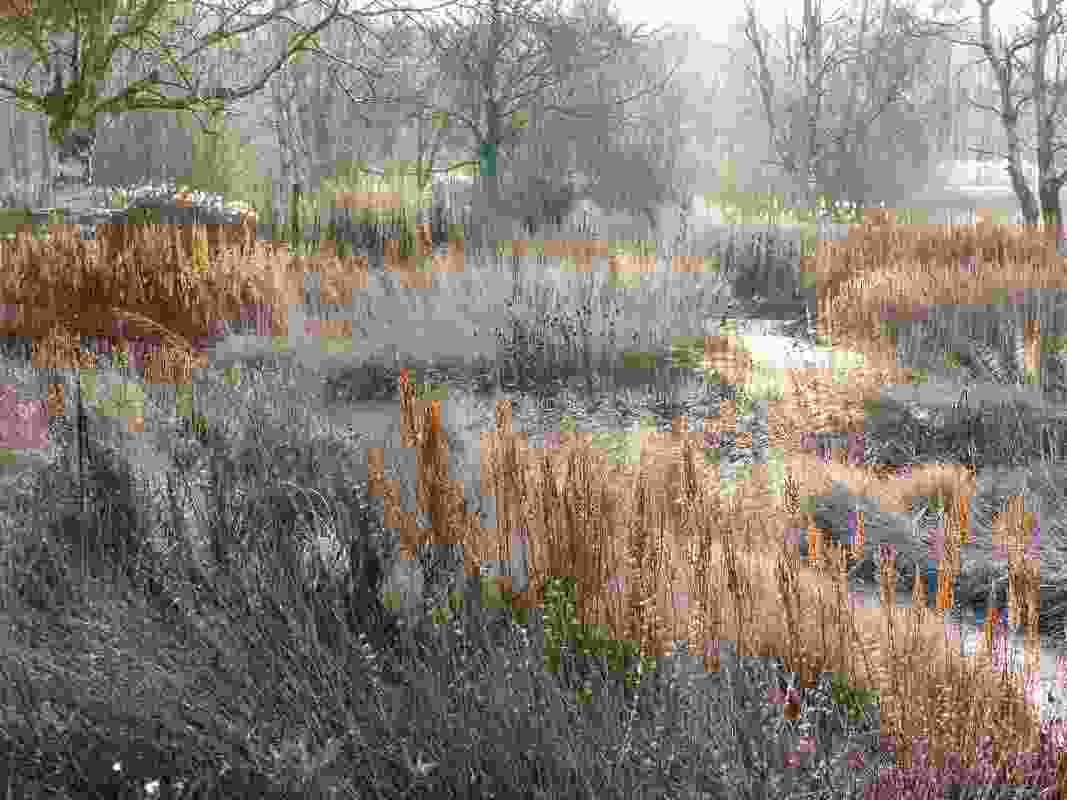 Plantings designed by Piet Oudolf at Pensthorpe Nature Reserve in winter. 