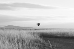 Call of the Reed Warbler: A manifesto for regeneration