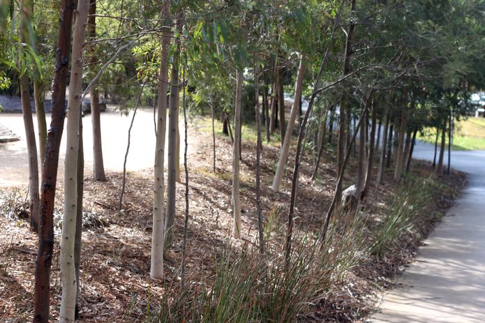 At Nature Play at Royal Park, short-lived, fast-growing Acacia mearnsii have been interplanted with various eucalyptus species to encourage a faster growth rate and more upright form.