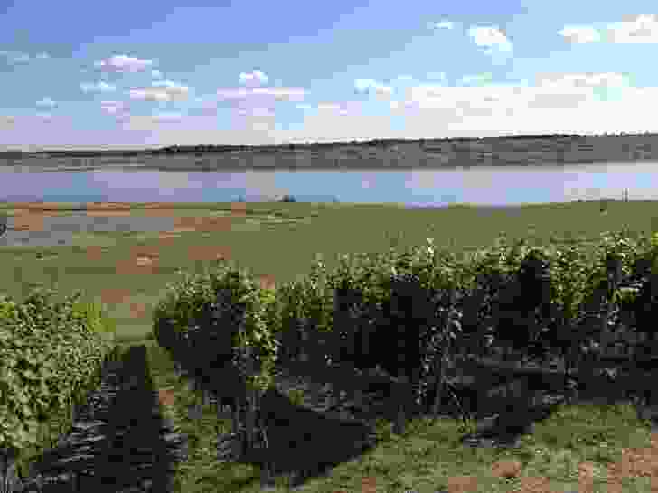 A vineyard at Lusatia pit lake, Germany. 