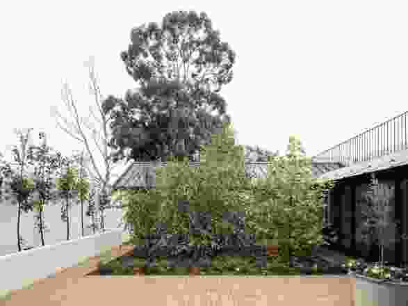 The exterior of Armidale House is a bright white canvas, and the focal point of the home really is the trees, the plants and the colours of the garden.