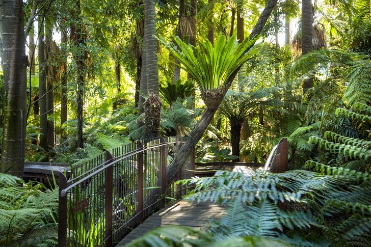 Forest Bathing at Royal Botanic Gardens Victoria.