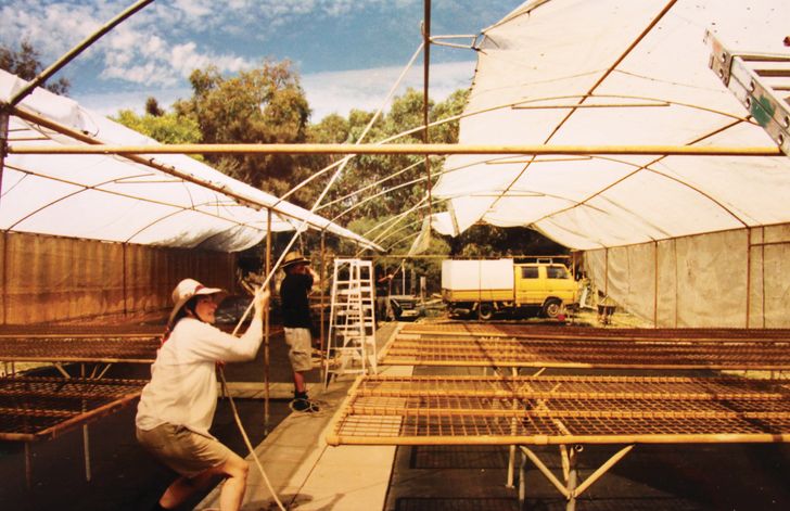 In 2001, the nursery at APACE was expanded using recycled and donated materials and the help of volunteers and nursery staff.