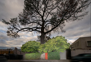 Crowdfunding sought to replant tree sheltering Boyd's Walsh Street House