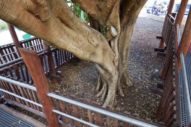Children of all abilities can experience being amongst the branches.
